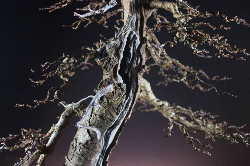 Larch Bonsai Carving and Styling 